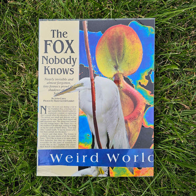 The Fox Nobody Knows Collage